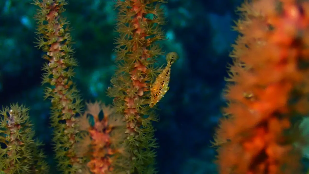 Orange coral and marine growth in close detail