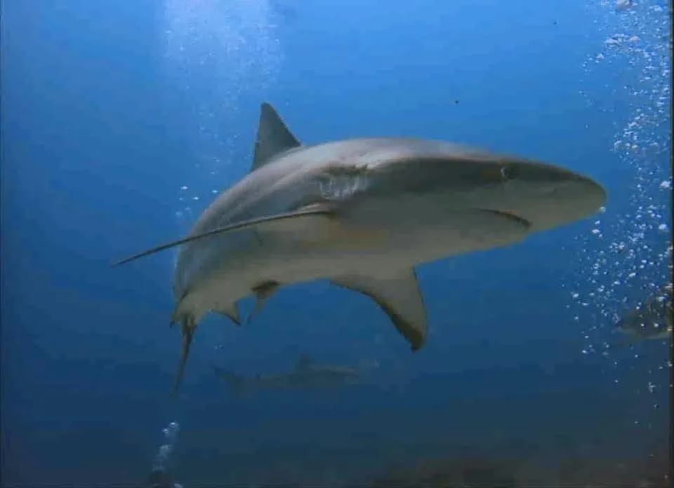 A Caribbean reef shark swimming through blue water