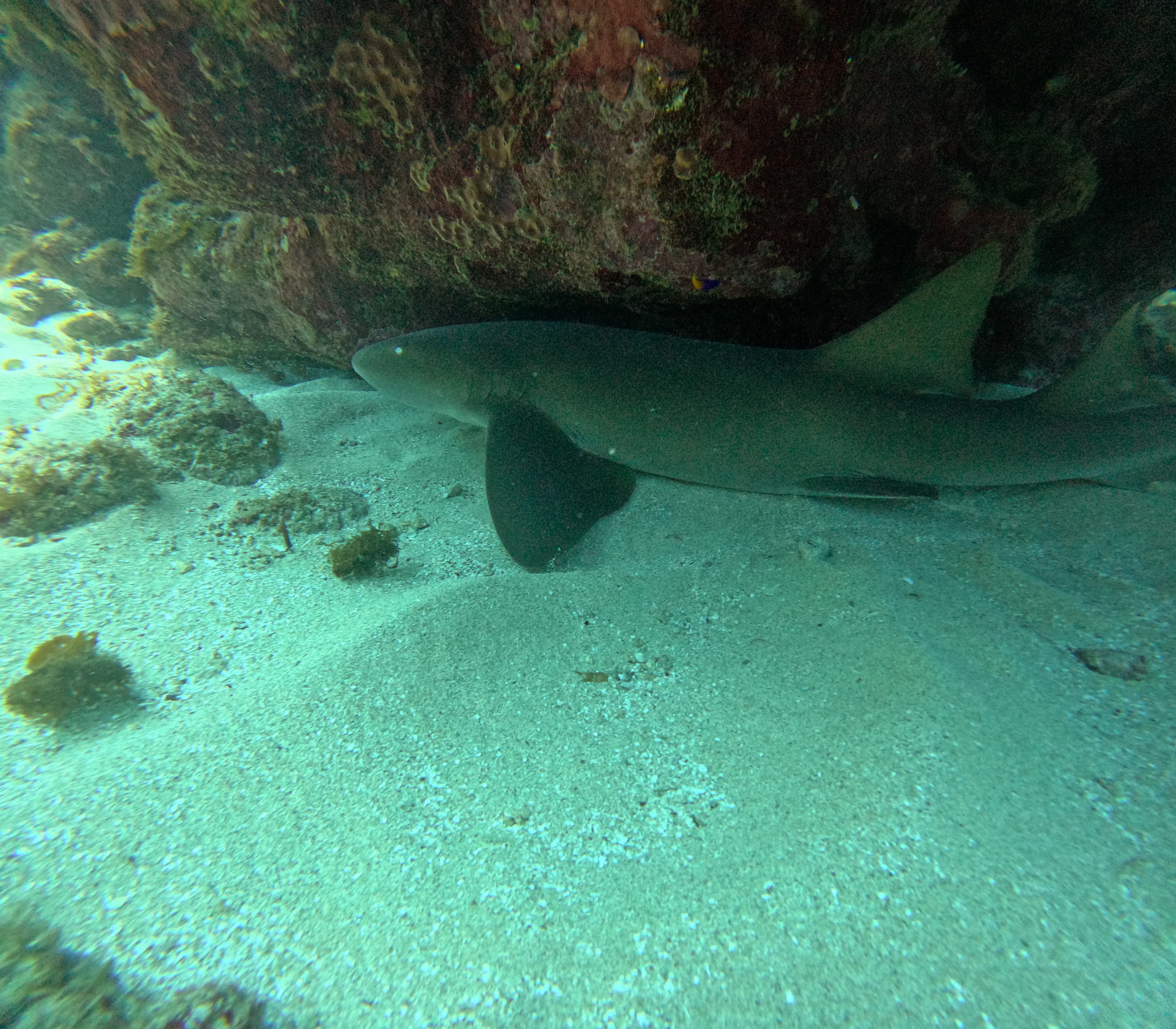 A nurse shark resting on the sandy seabed